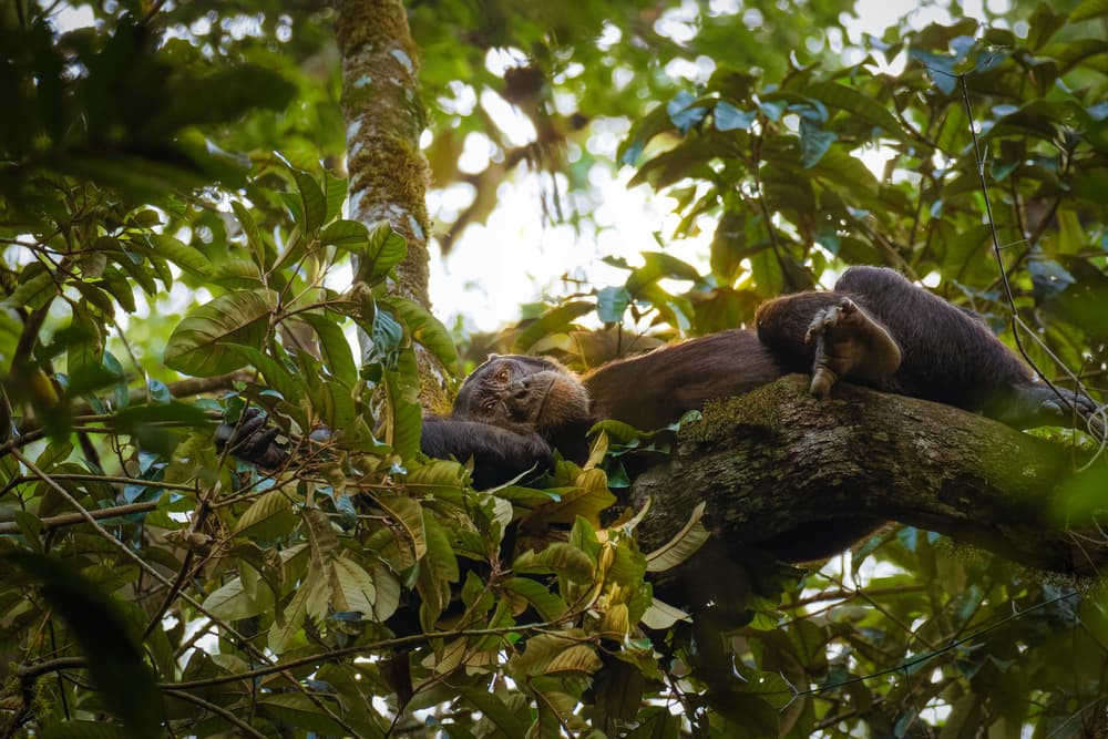 Rwenzori Mountains National Park