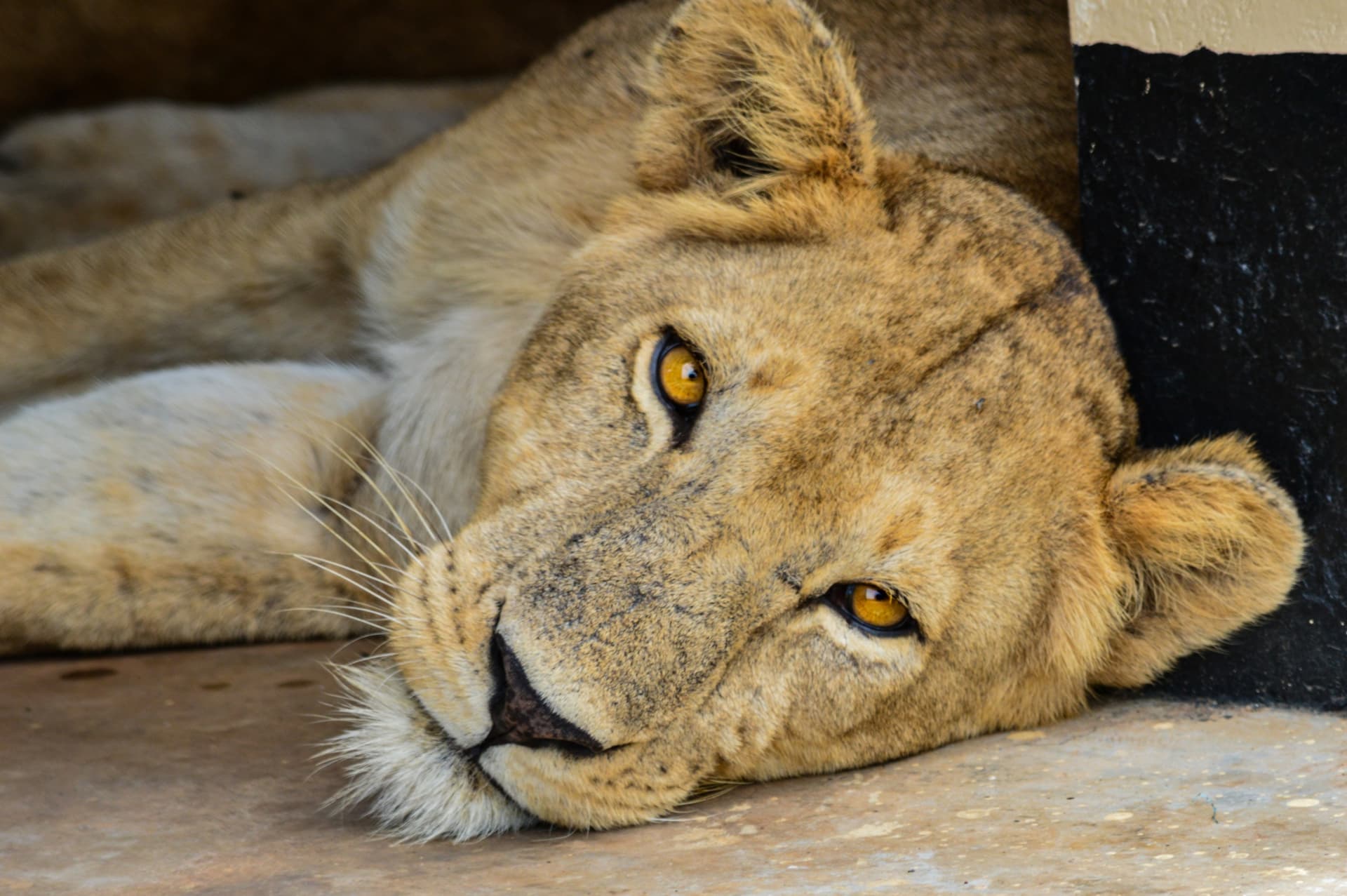 ¿Dónde observar el Big Five en Uganda?