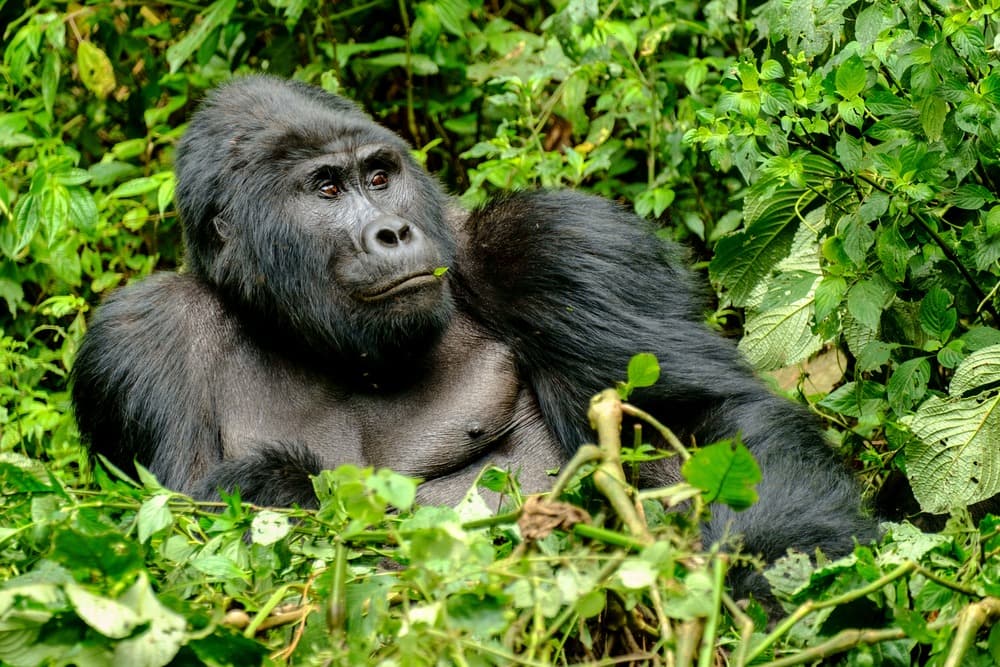 Parque Nacional de Bwindi
