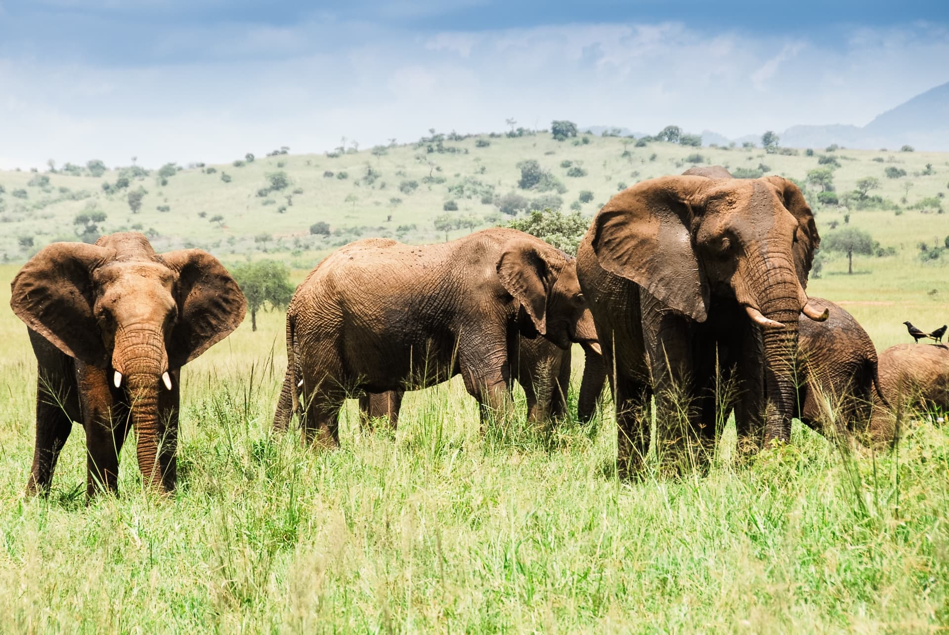 Parques y reservas naturales donde observar elefantes en Ouganda