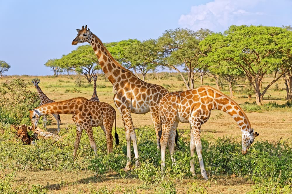 Los más hermosos safaris de Uganda