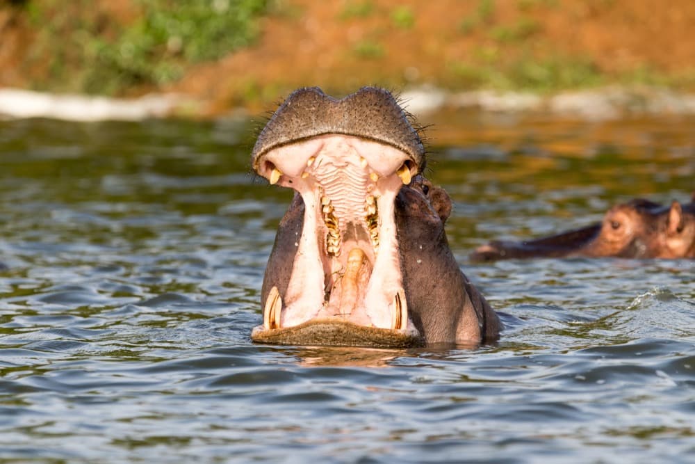 Parque Nacional del Lago Mburo