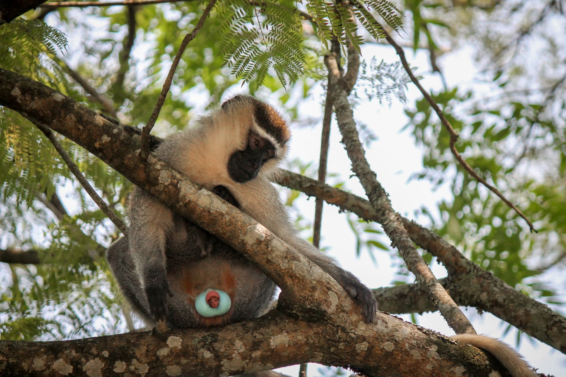 velvet monkey