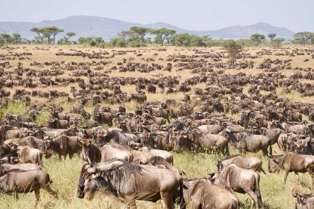 Parque Nacional del Serengeti