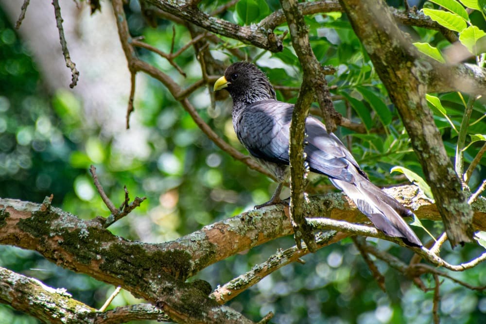 ¿Dónde observar aves en Uganda?