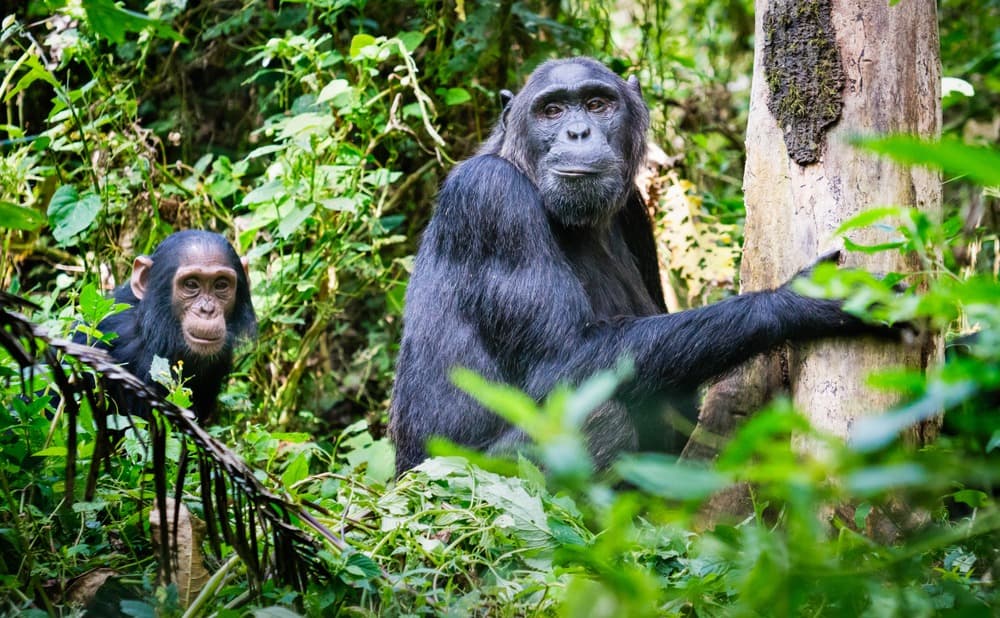 ¿Dónde ver chimpancés en Ouganda?