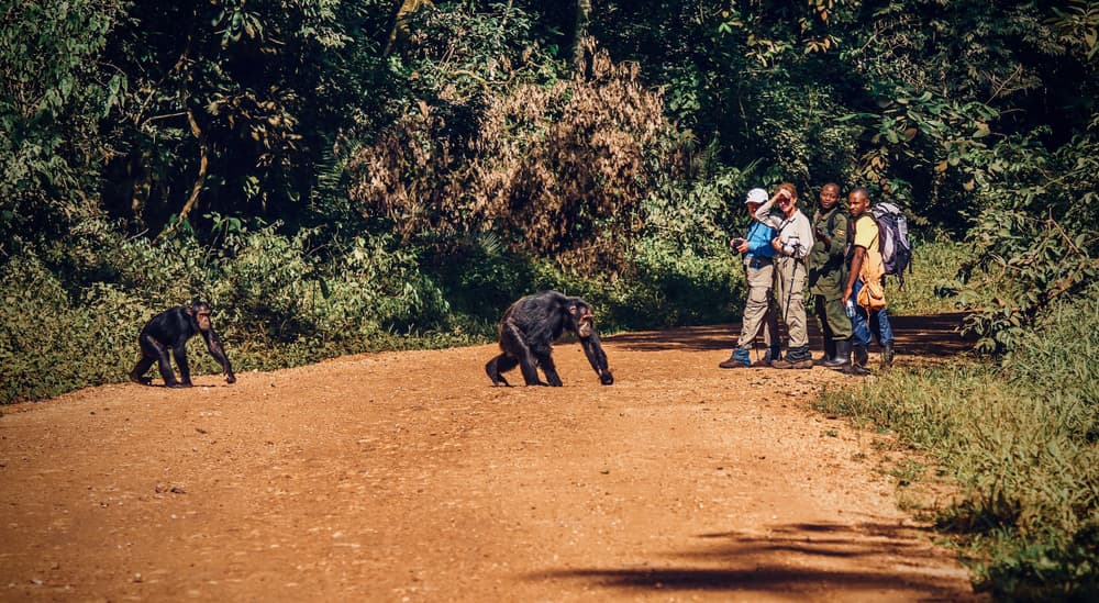 Parque Nacional de Kibale