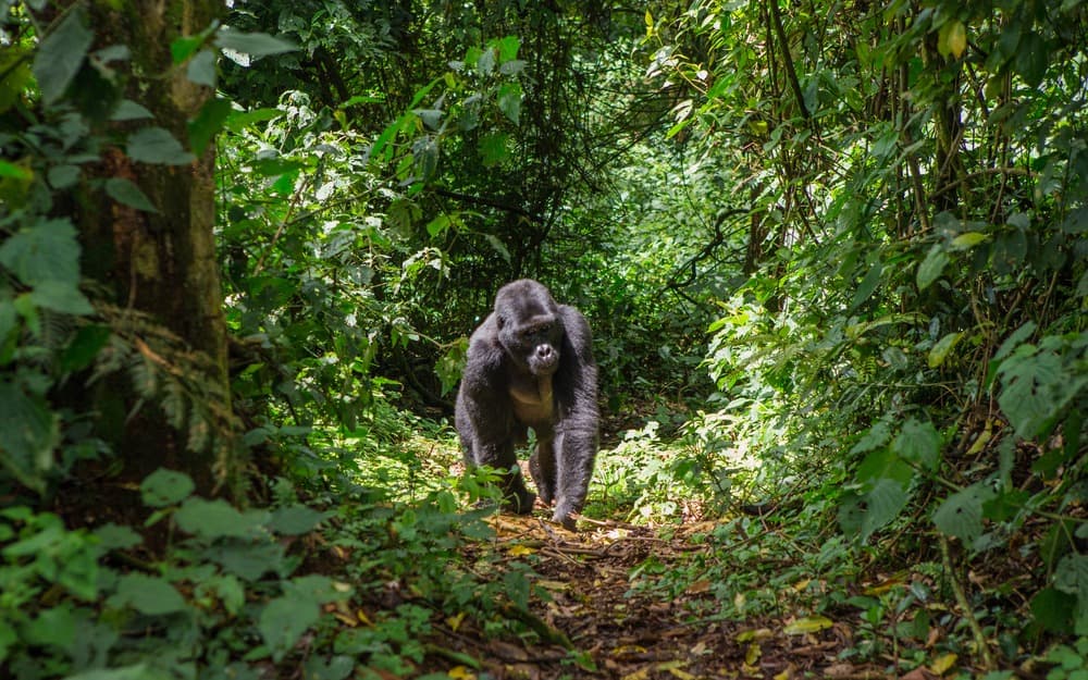 Uganda: encuentro con los últimos gorilas de montaña